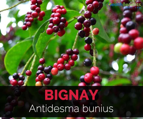 Bignay: A Tiny Fruit With Big Health Benefits .